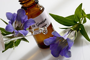 38582443 xxl gentian piccoa