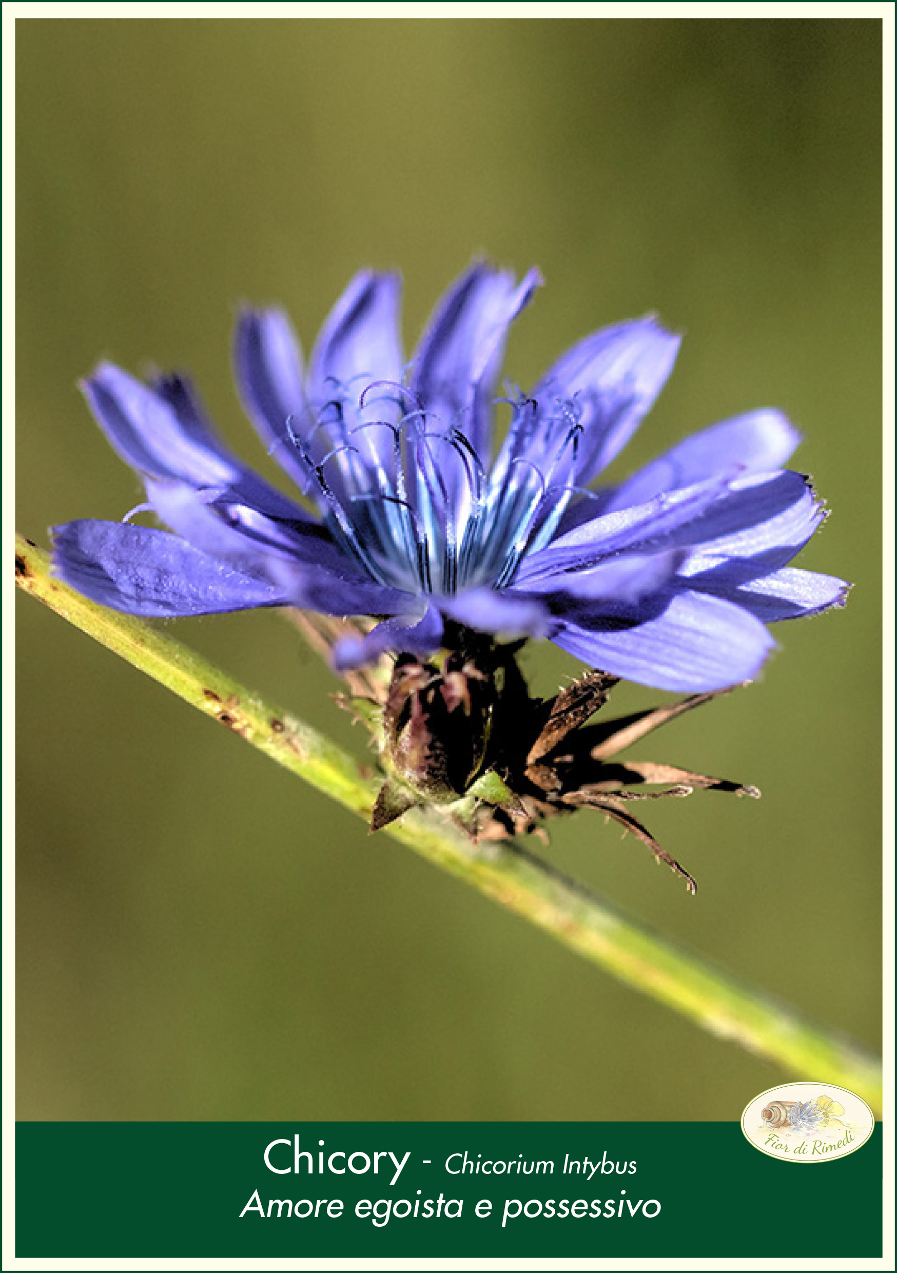 chicory fiorecentrale