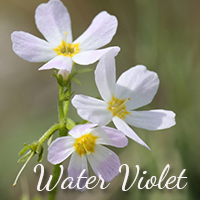 water-violet