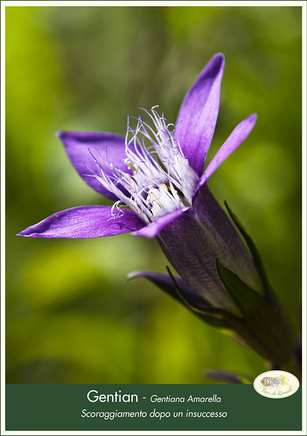 gentian fiorecentrale