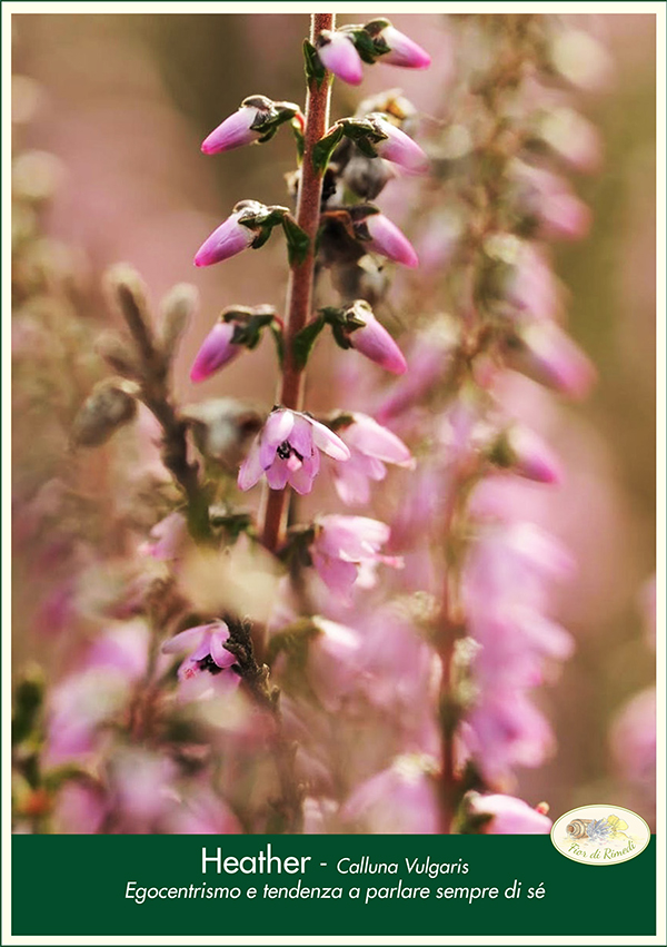 heather fiorecentrale1