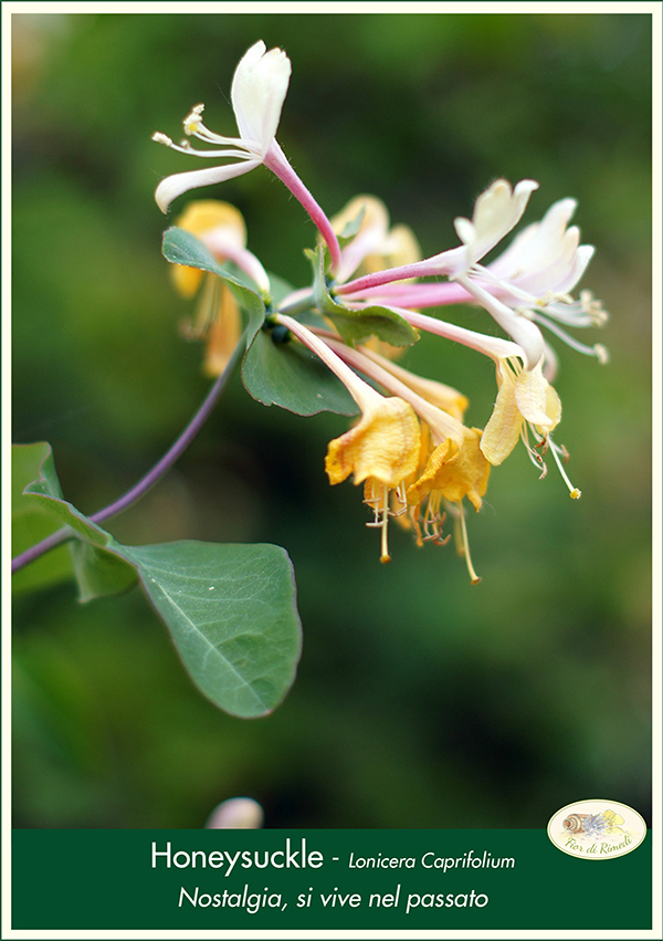 honeysuckle fiorecentrale