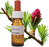 larch