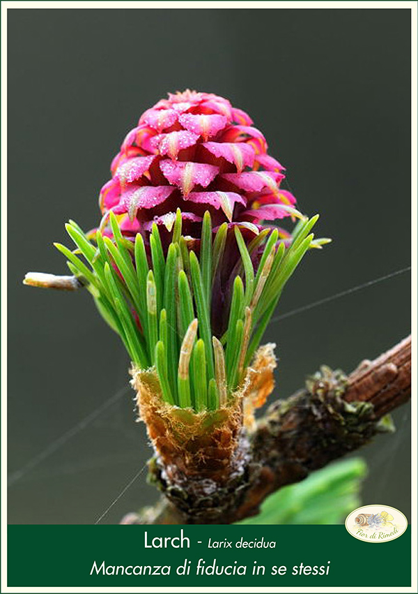 larch fiorecentrale