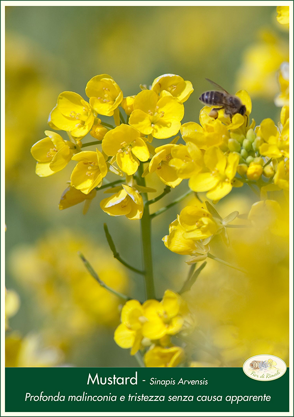 mustard fiorecentrale1