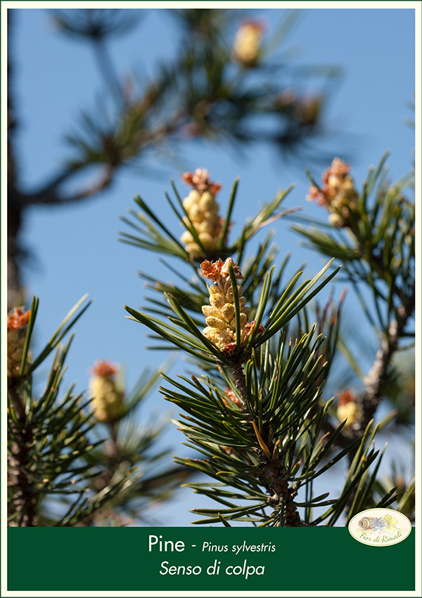 pine fiorecentrale