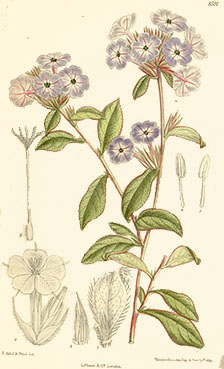 ceratoprovpaianta ceratoprovpaianta