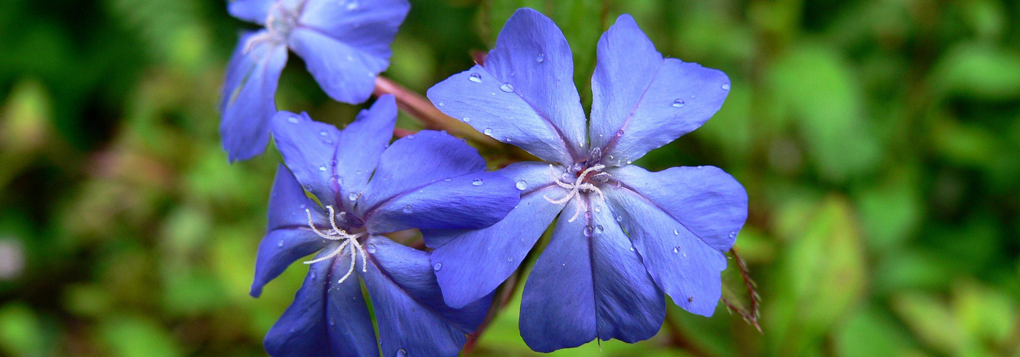 SLIDE3-centaury