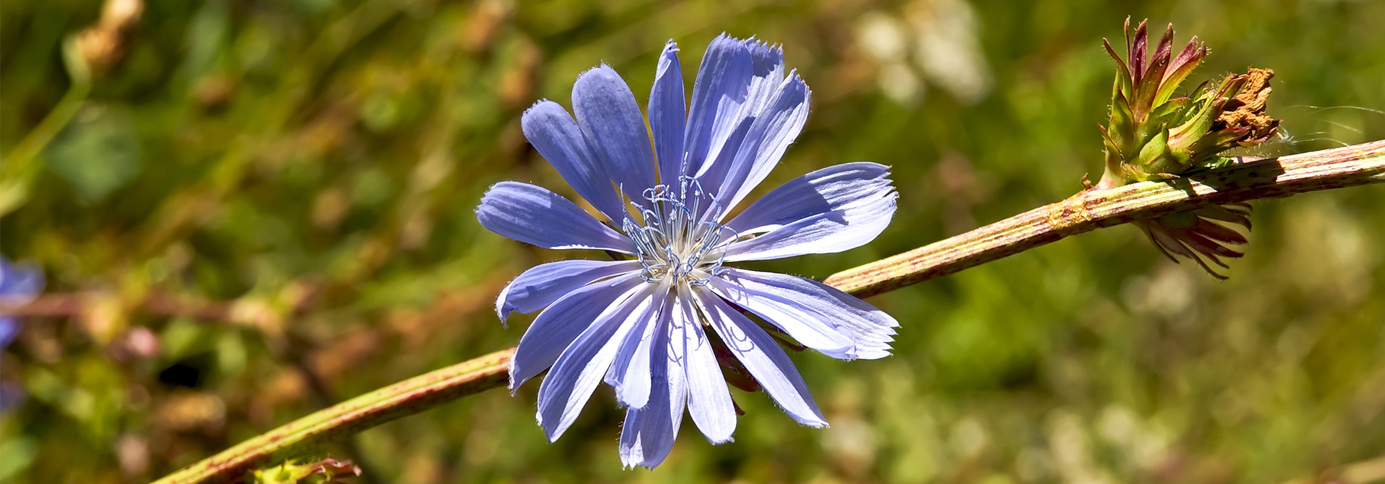 SLIDE1-CHICORY