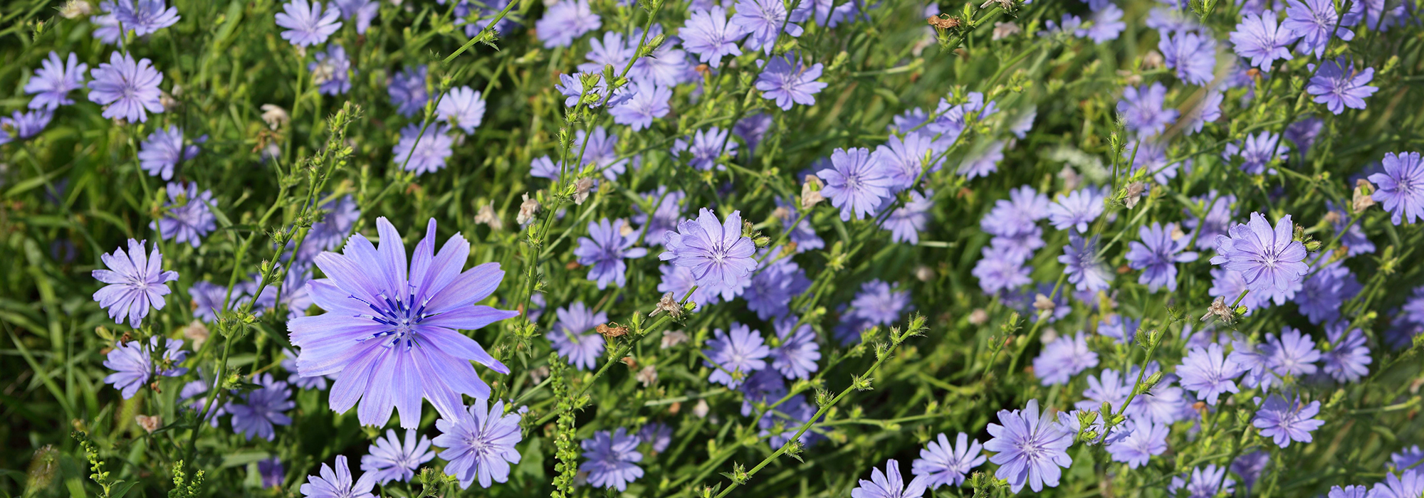 SLIDE2-CHICORY