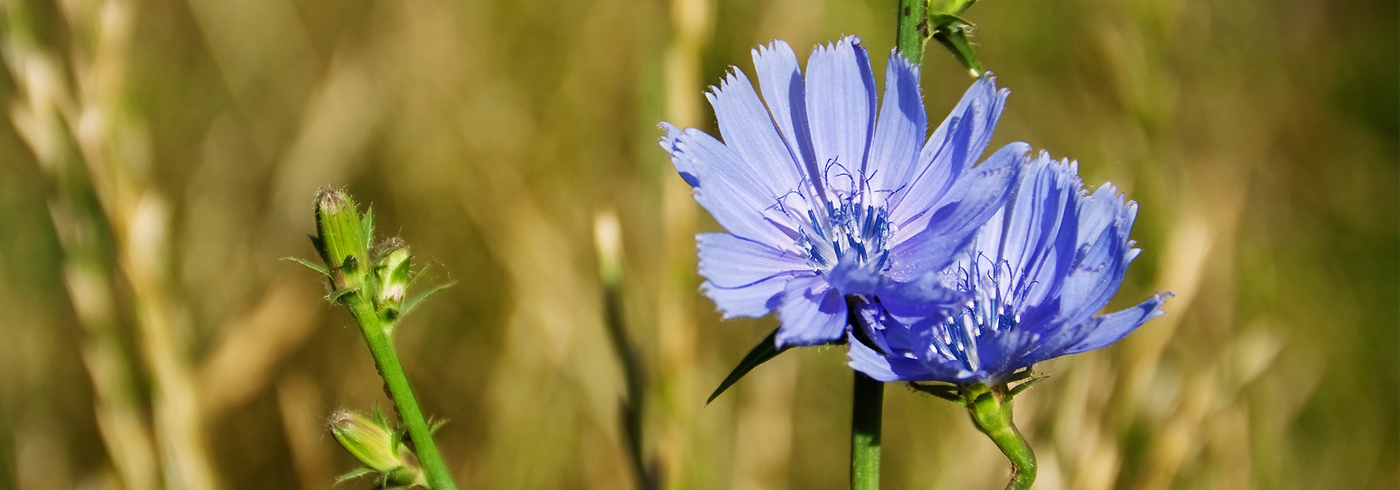 SLIDE3-CHICORY