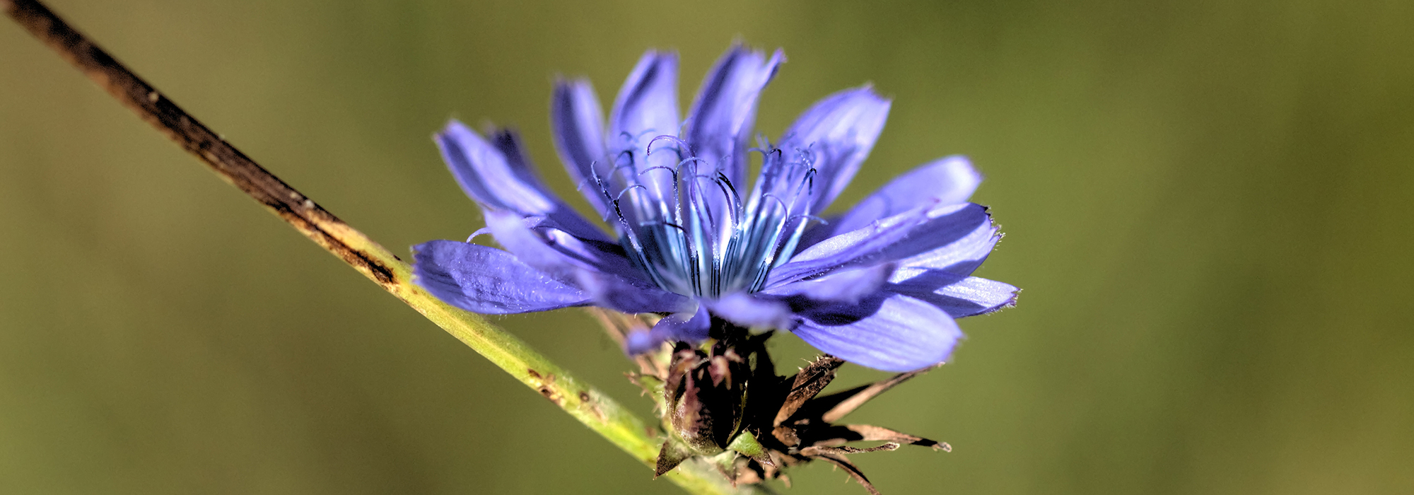 SLIDE5-CHICORY