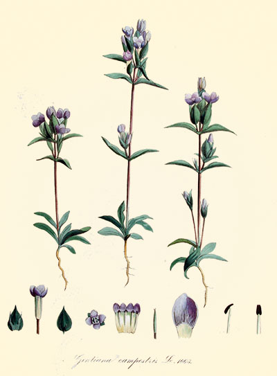Gentiana_campestris_—_Flora_Batava_—_Volume_v14 Gentiana_campestris_—_Flora_Batava_—_Volume_v14