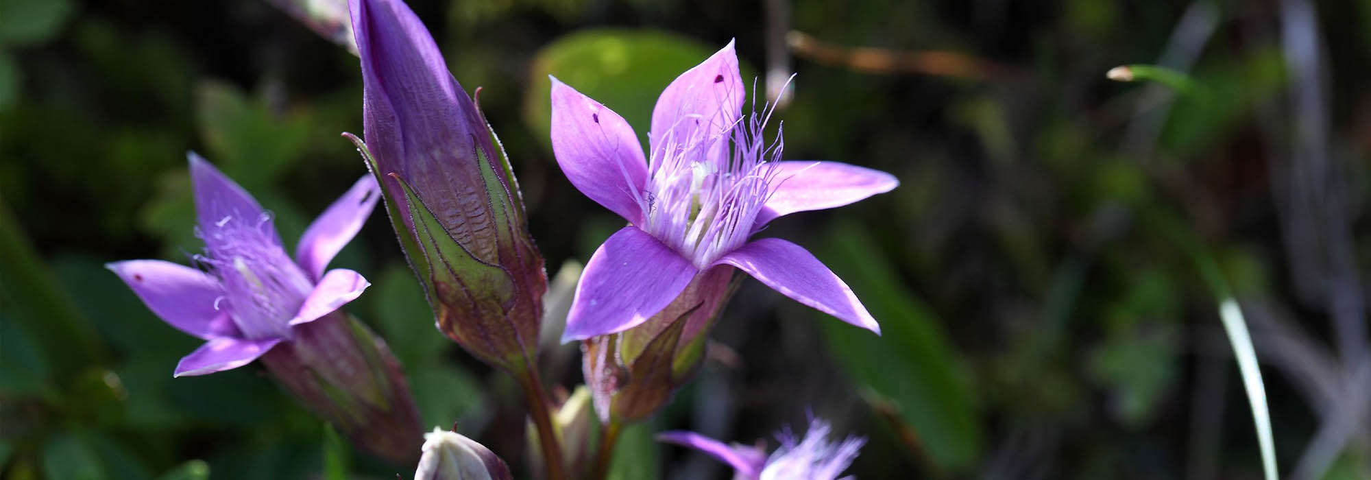 slide-gentian001_RGB