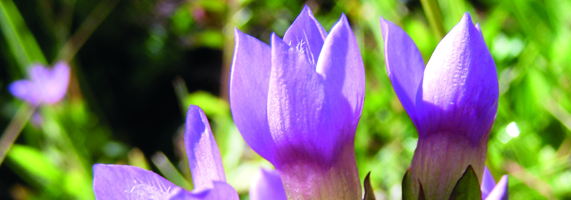 slide4-gentian