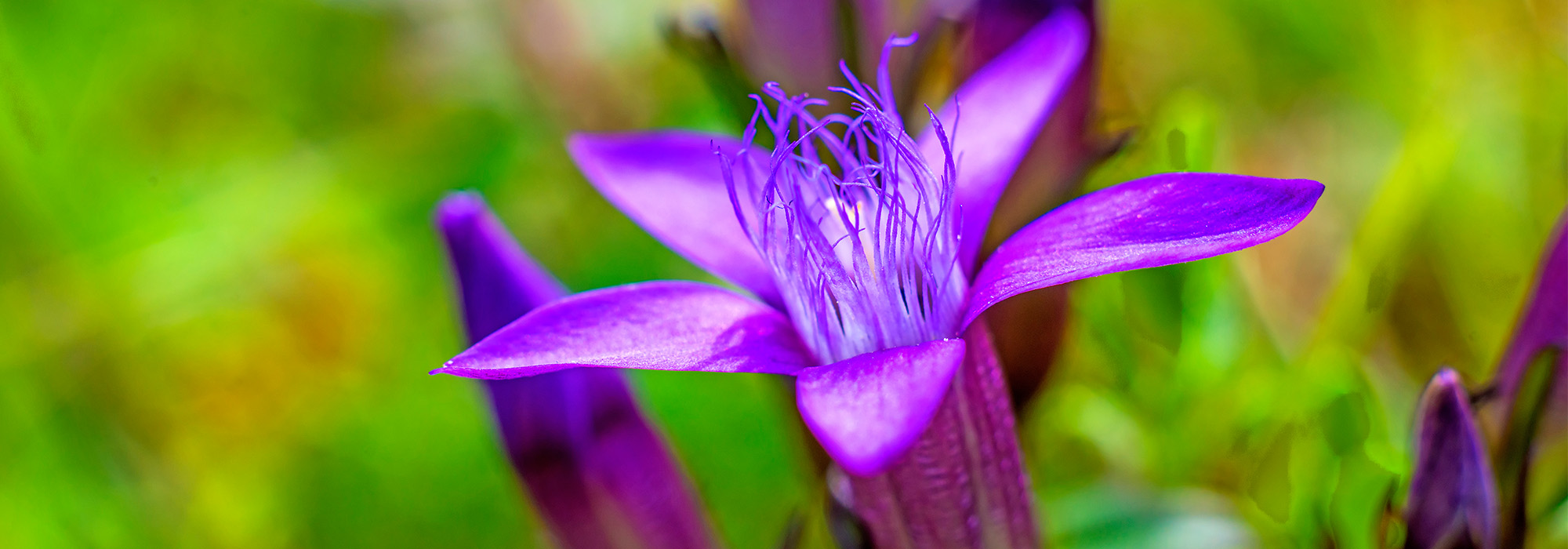 slide1-gentian