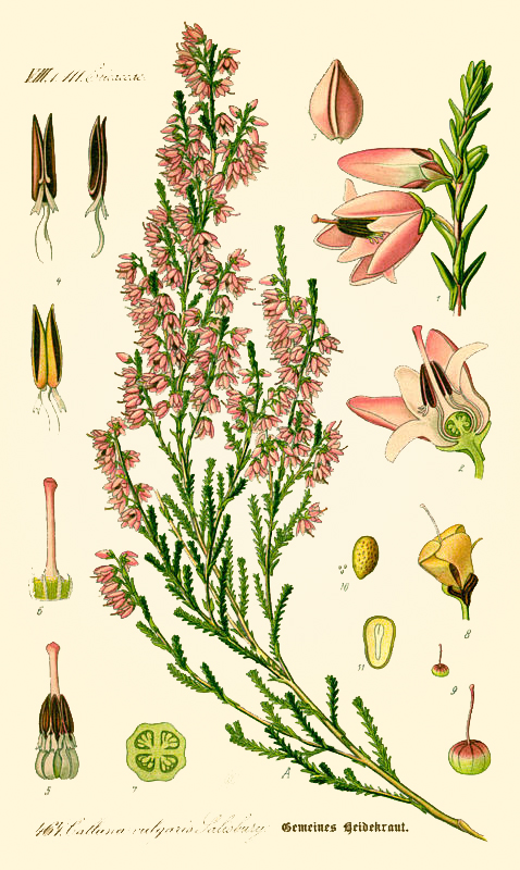 heatherpianta.1. heatherpianta.1.