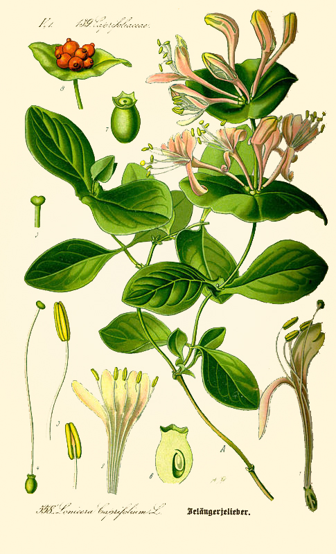 honeysuclepiantascont honeysuclepiantascont