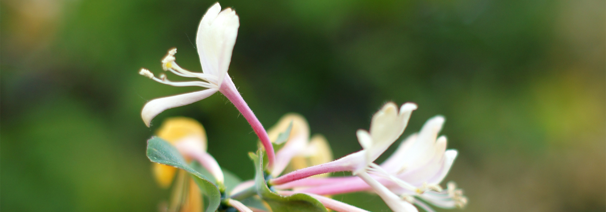 SLIDE2-honeysuckle