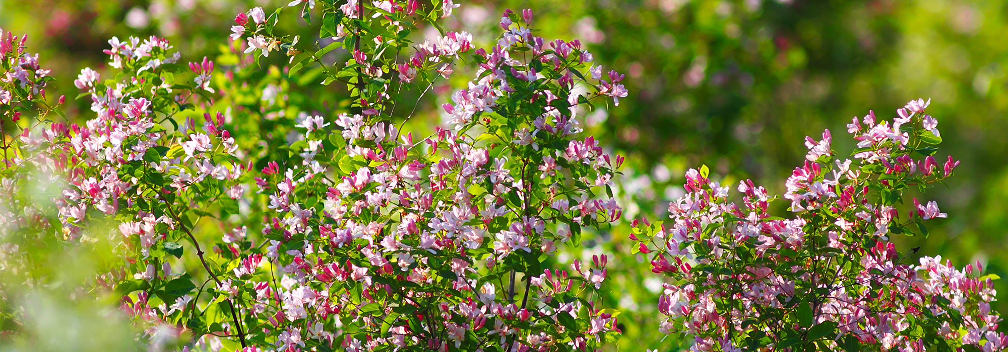 SLIDE3-honeysuckle
