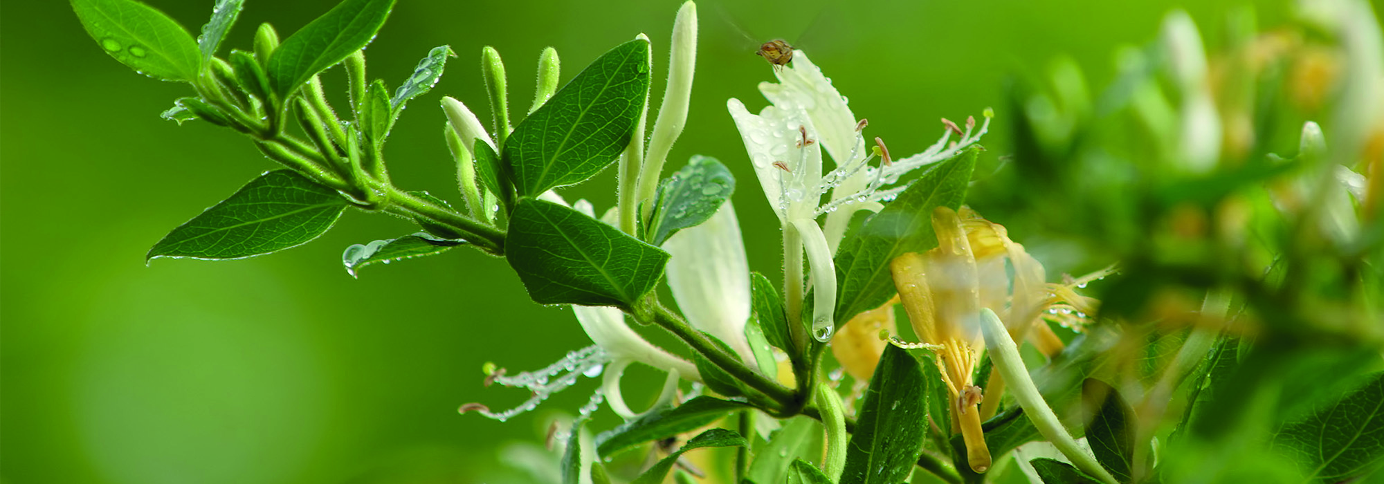 SLIDE4-honeysuckle