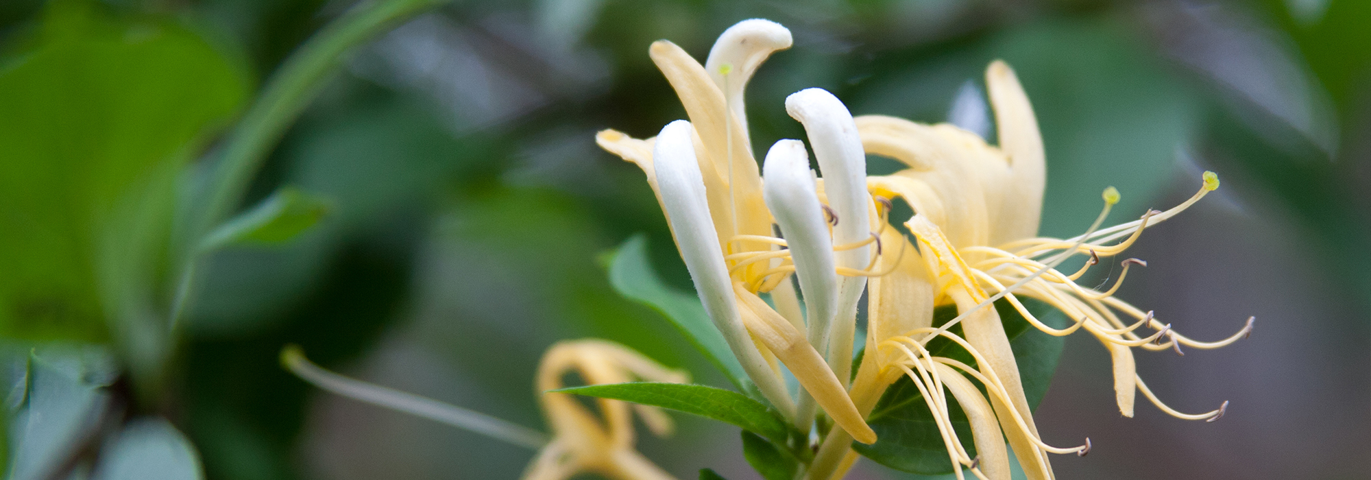 SLIDE5-honeysuckle