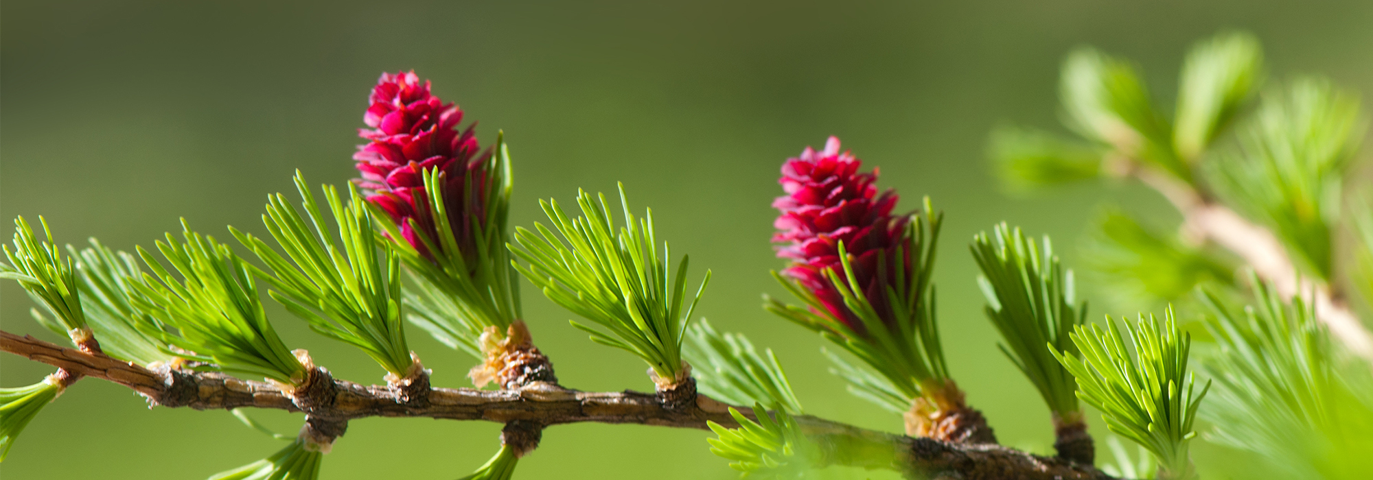 SLIDE1-LARCH