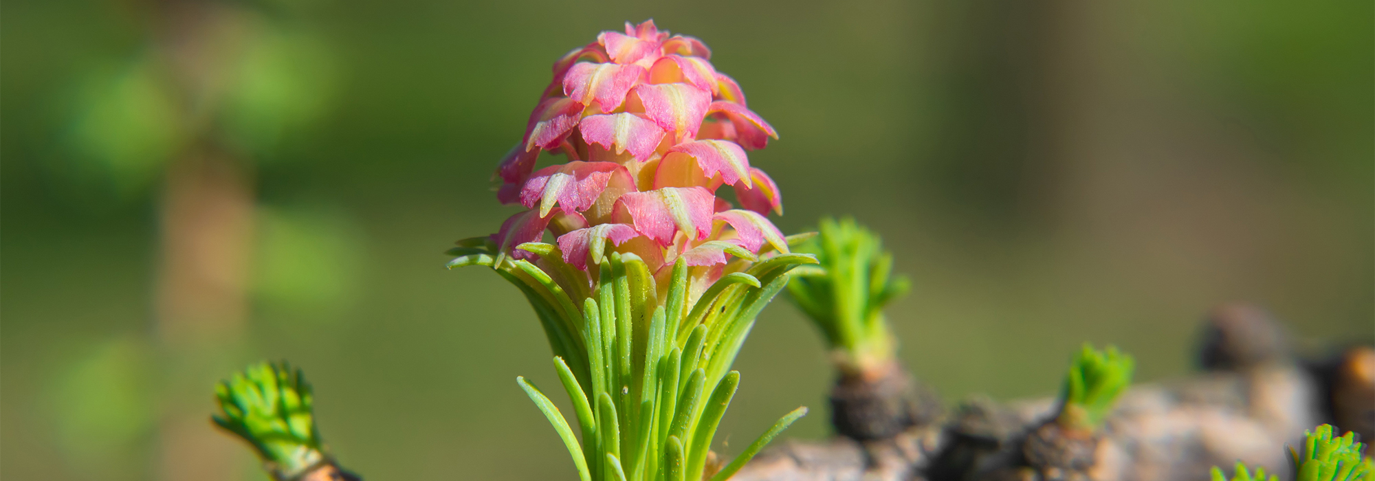 SLIDE2-LARCH