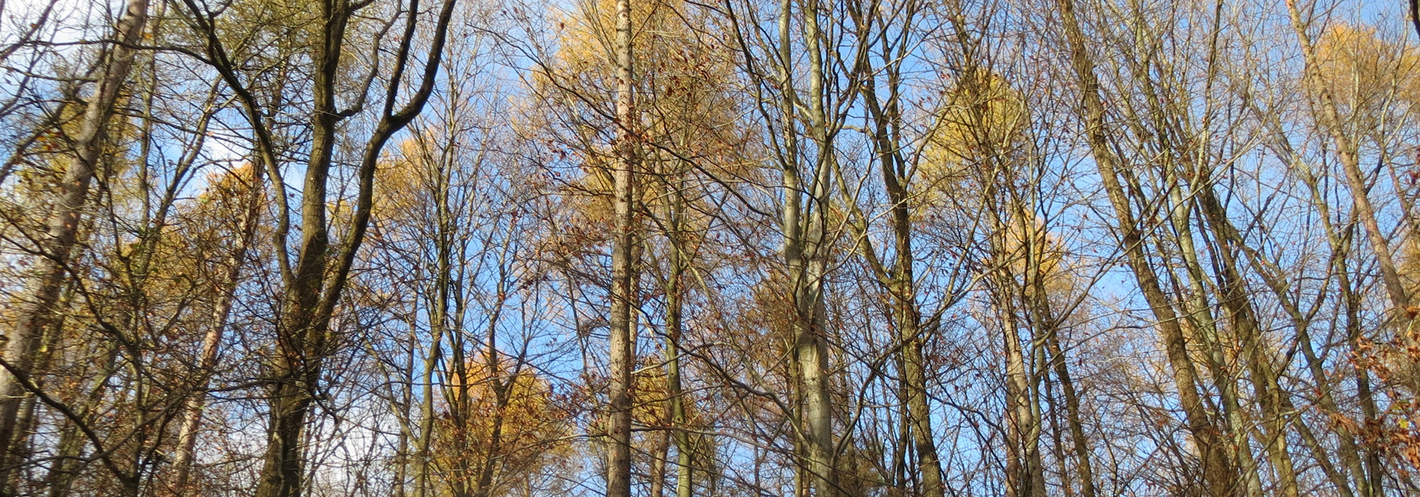 SLIDE4-LARCH