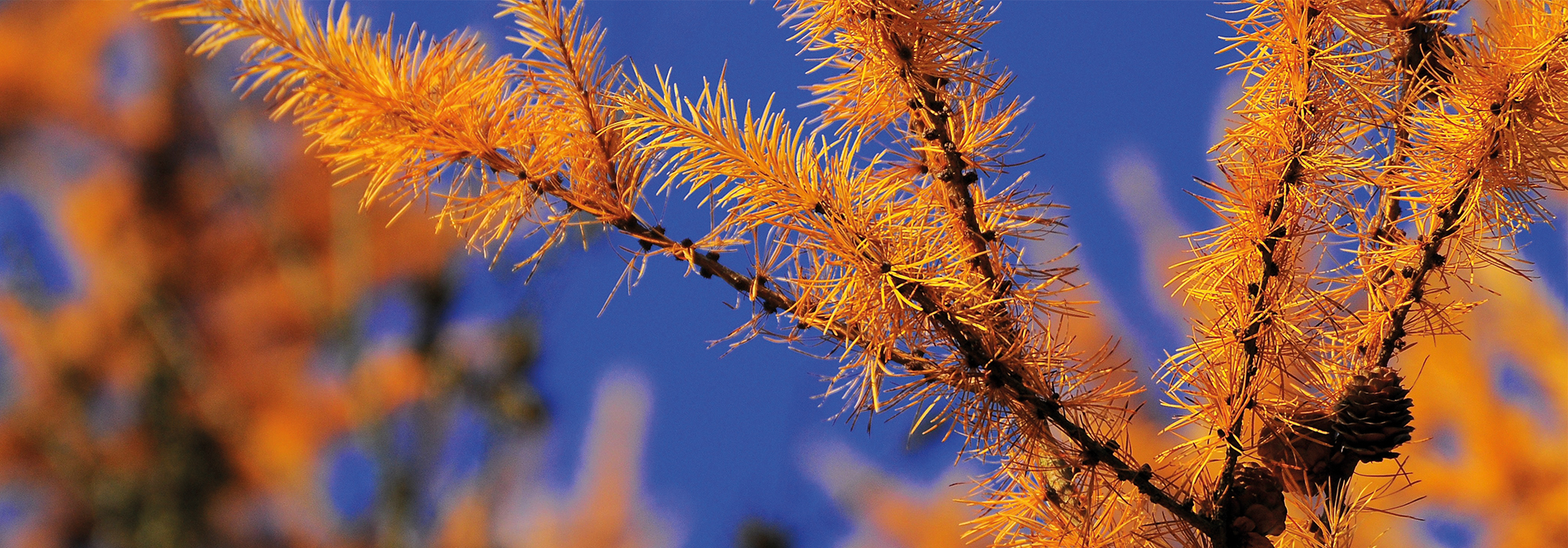 SLIDE5-LARCH