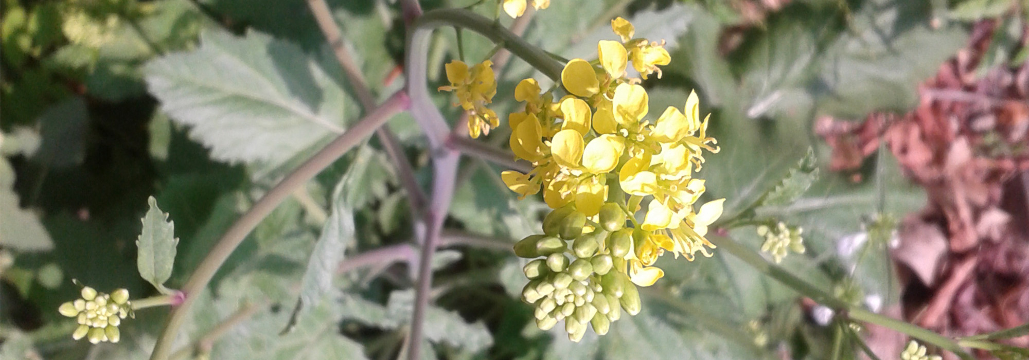 SLIDE3-MUSTARD