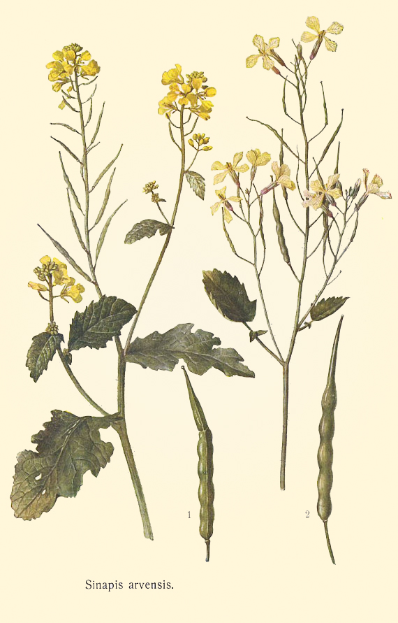 mustardscontornata mustardscontornata