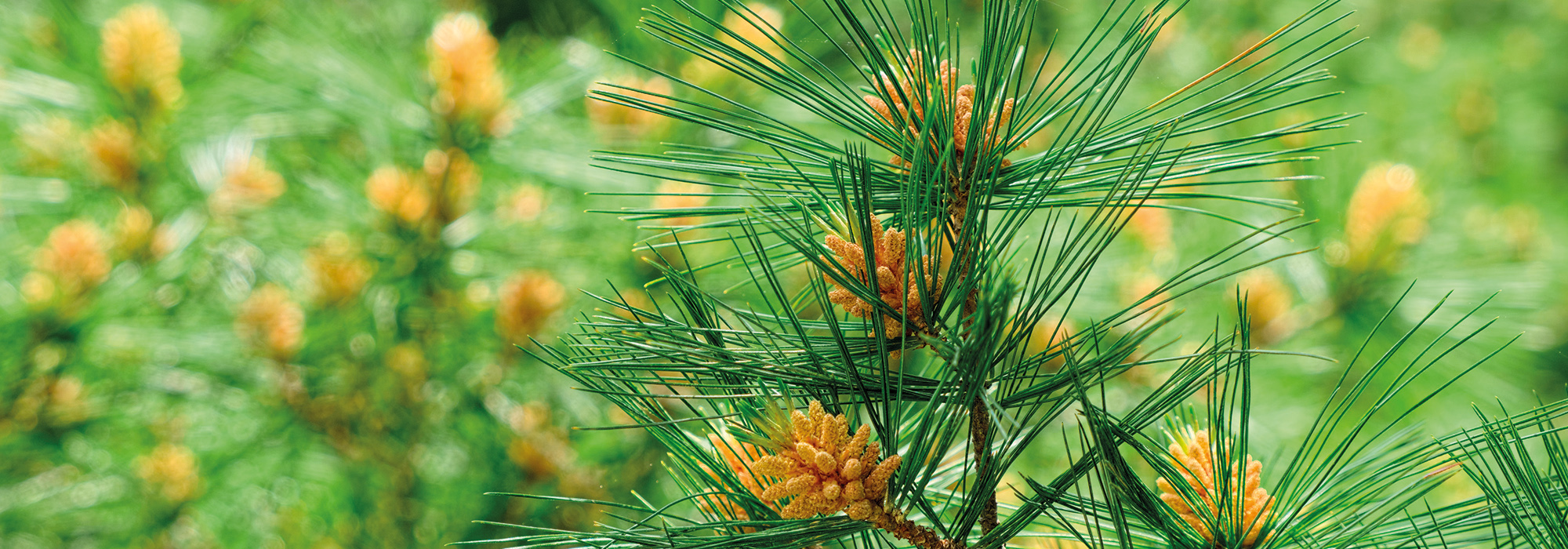 SLIDE1-pine