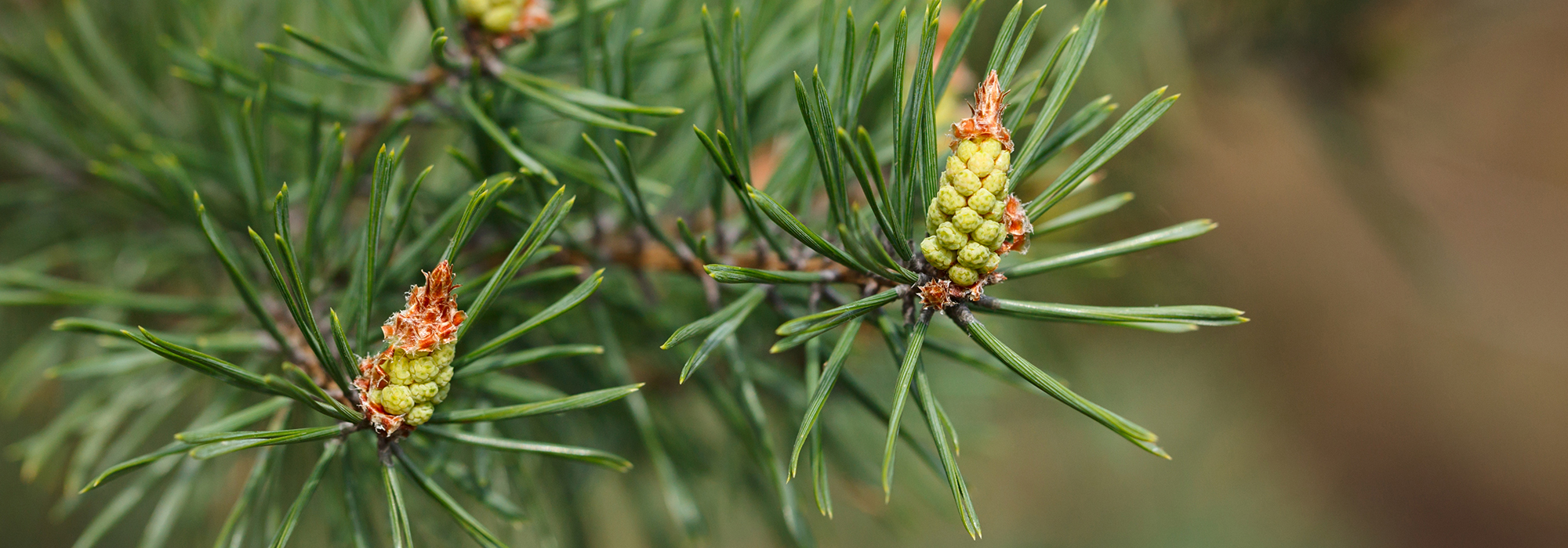 SLIDE2-pine