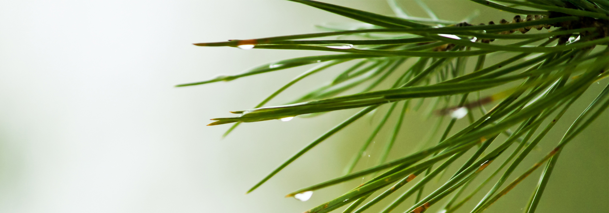 SLIDE3-pine