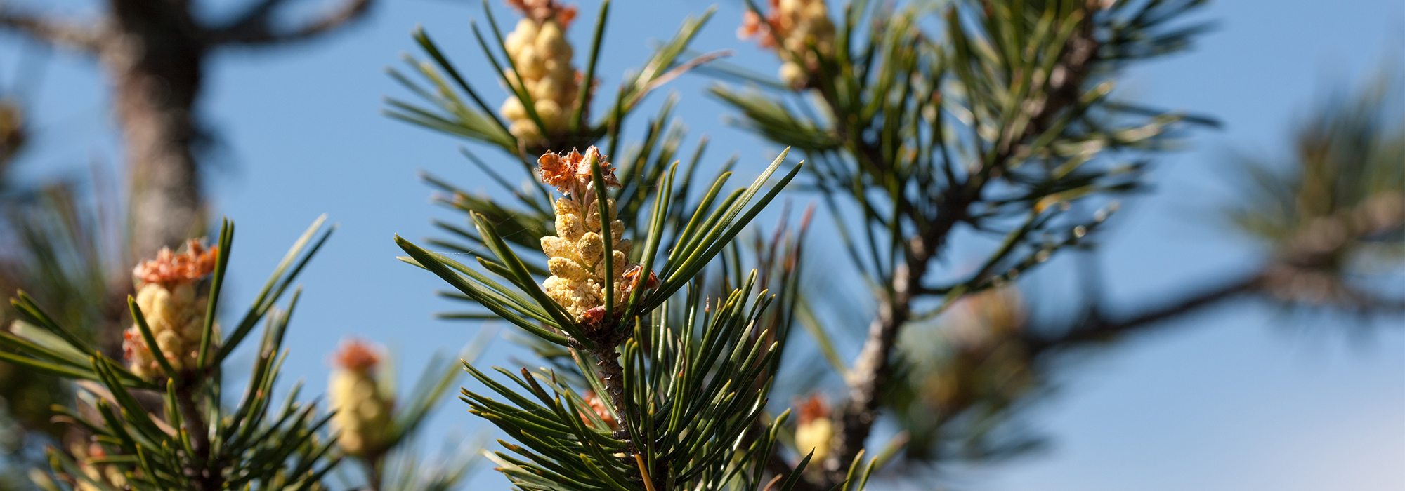 SLIDE4-pine