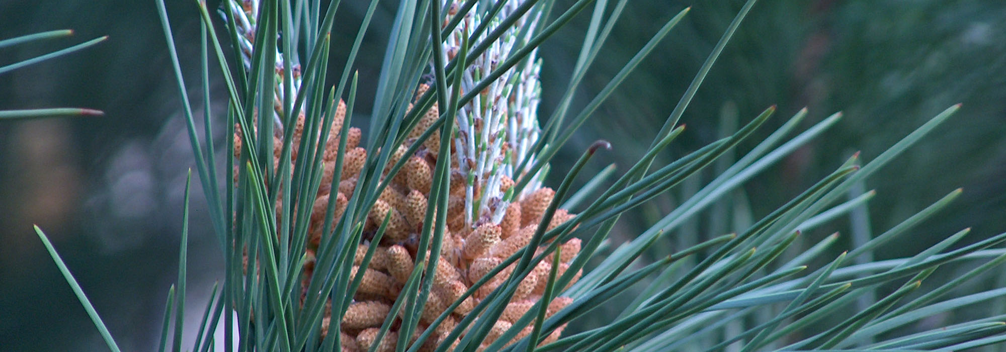 SLIDE7-pine