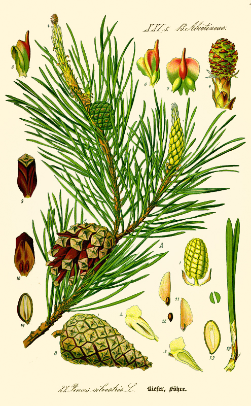 pinoscontornata1 pinoscontornata1