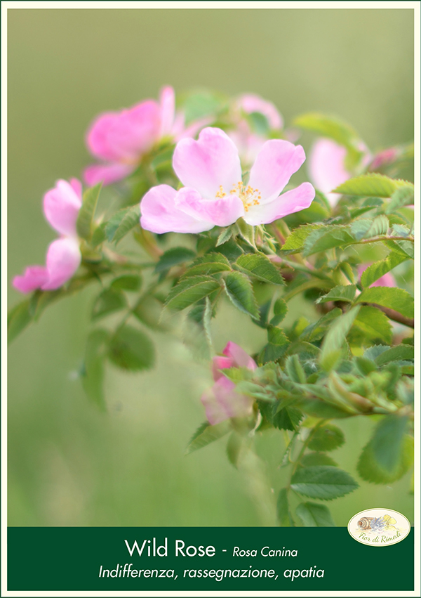 wildrose fiorecentrale
